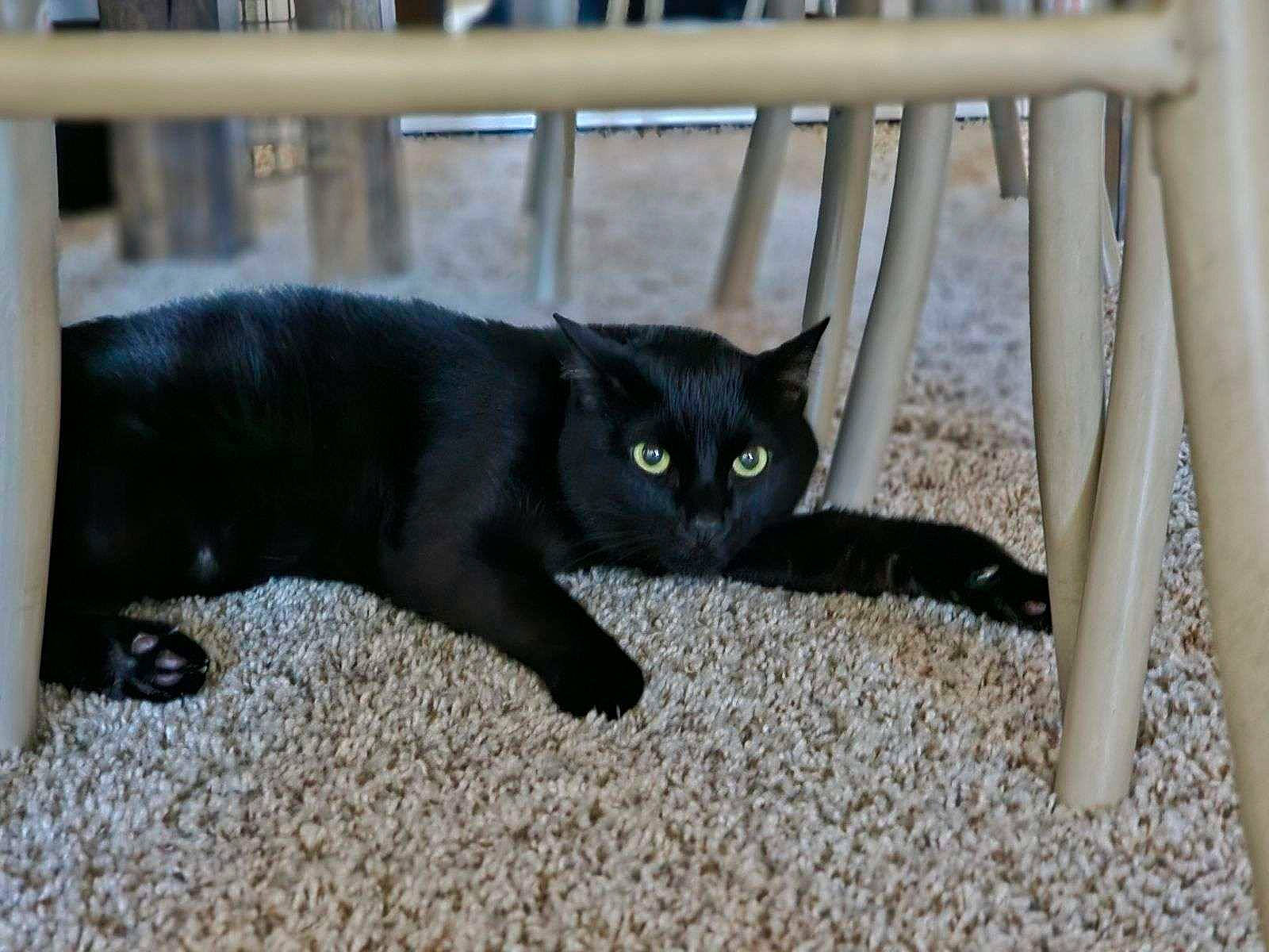 Bynx is registered to the contest to win money with this photo: black_cat, bombay, carnivore, cat, claw, comfort, domestic_short_haired_cat, felidae, fence, fur, grass, paw, sitting, small_to_medium_sized_cats, snout, tail, terrestrial_animal, whiskers, window, wood