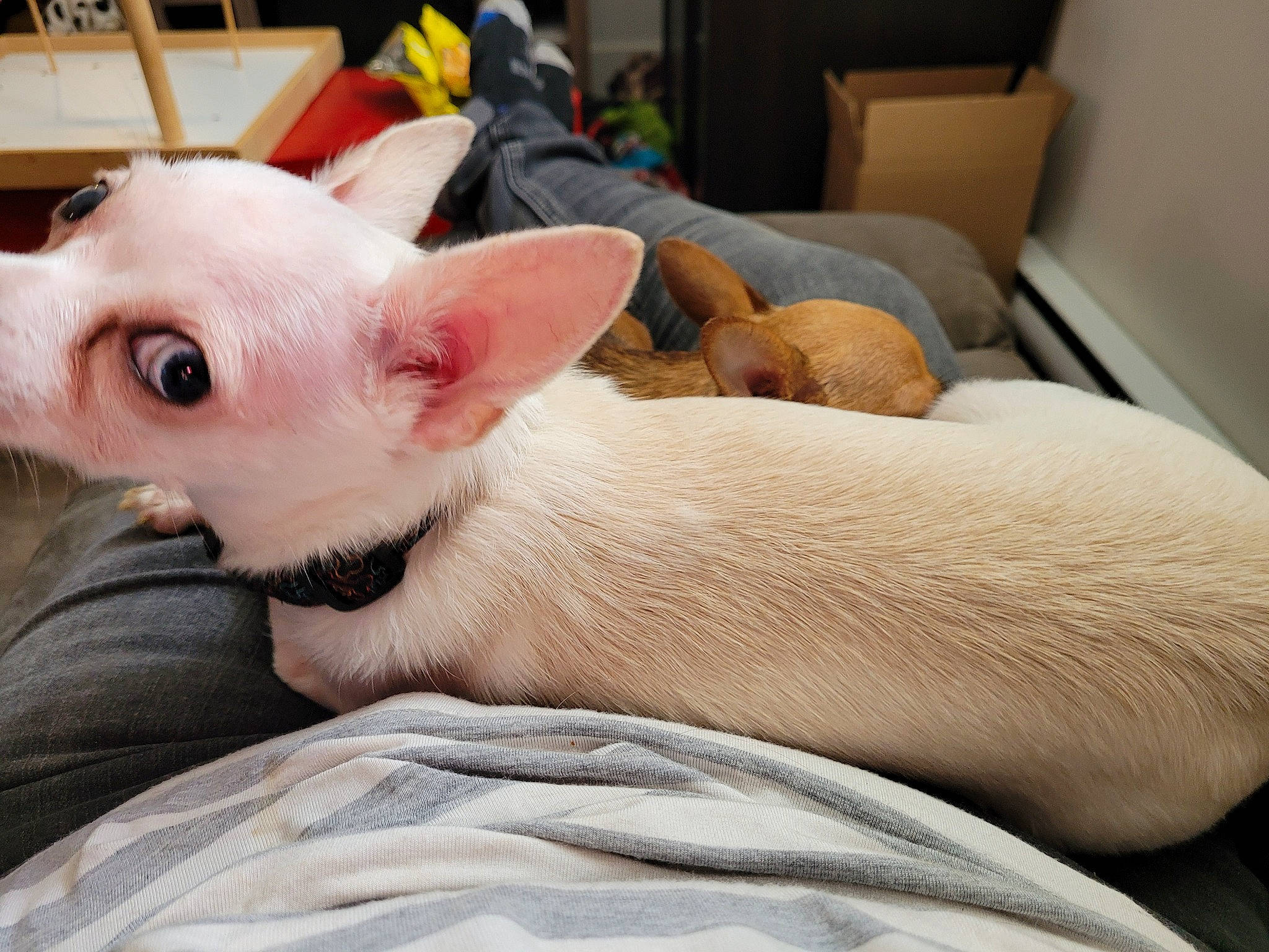 Oslo a rejoint le concours — aidez-le/la à gagner de superbes lots ! canidae, carnivore, chair, comfort, companion_dog, couch, dog, dog_breed, fawn, felidae, flesh, non_sporting_group, snout, terrestrial_animal, whiskers