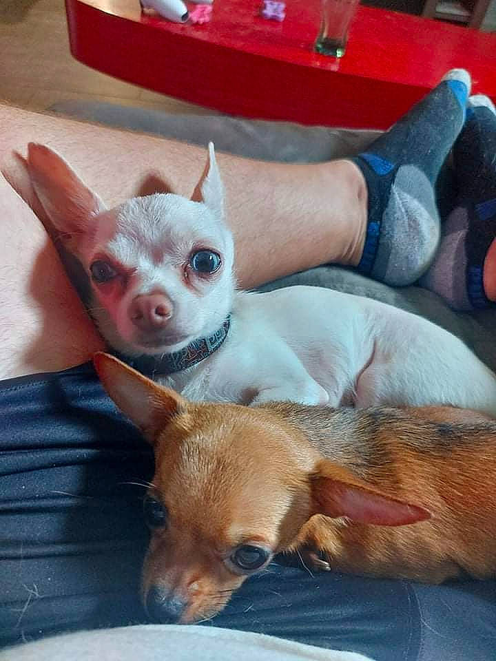 Oslo a rejoint le concours — aidez-le/la à gagner de superbes lots ! canidae, carnivore, comfort, companion_dog, dog, dog_breed, ear, fawn, foot, fur, human_leg, nail, snout, sock, sporting_group, tail, terrestrial_animal, toy, toy_dog, whiskers