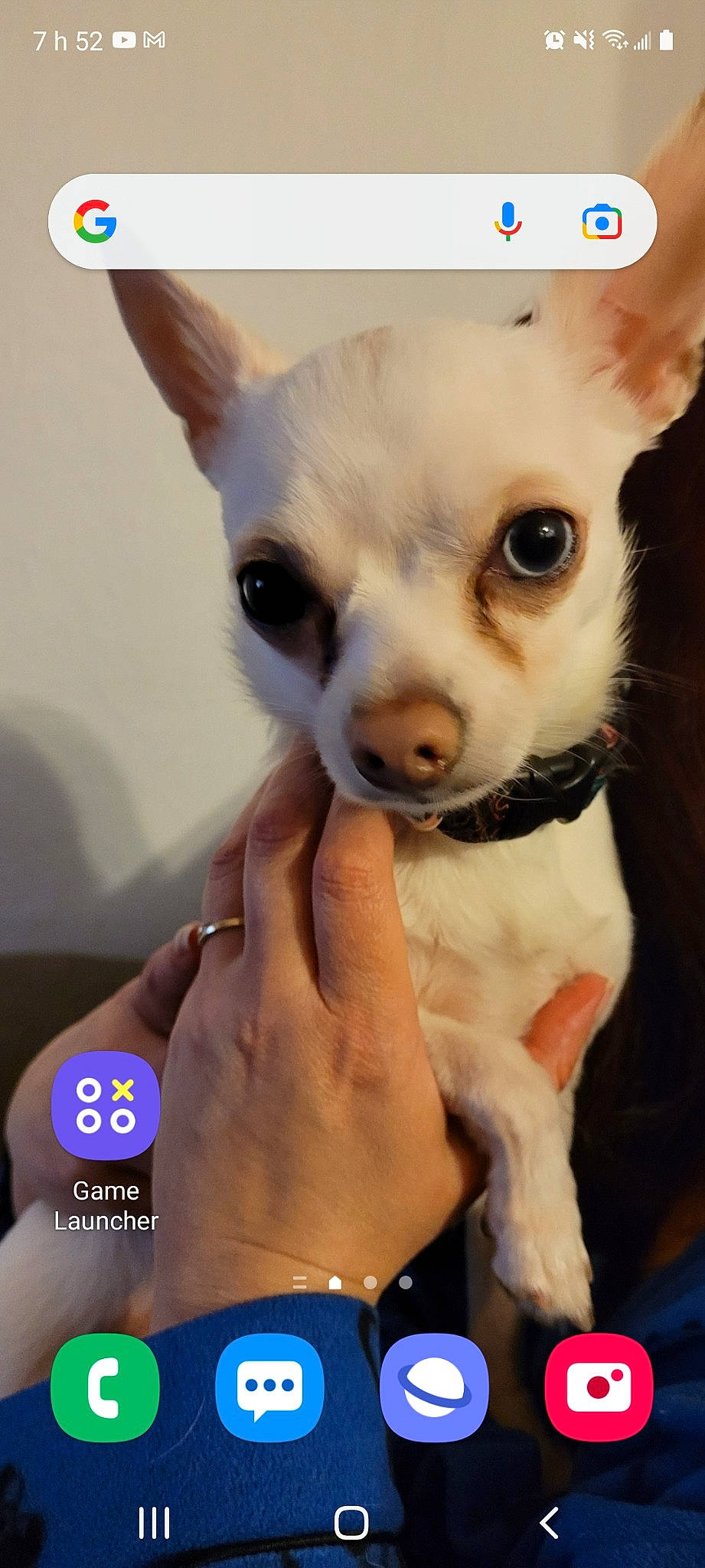 Oslo participe au concours pour gagner de l'argent avec cette photo : carnivore, chihuahua, companion_dog, dog, dog_breed, dog_supply, ear, electric_blue, eye, eyelash, fawn, gesture, head, human_body, nose, snout, thumb, toy_dog, whiskers, working_animal