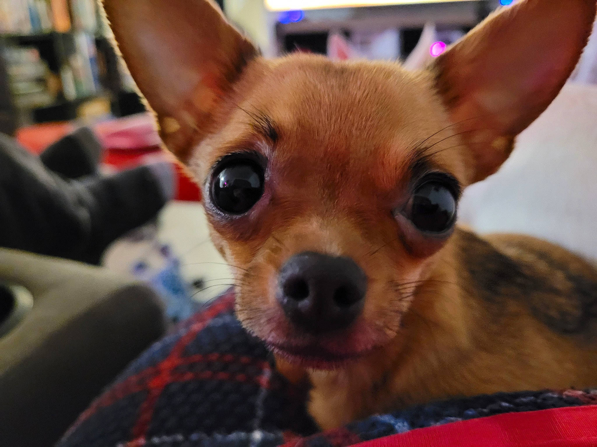 Flora a rejoint le concours — aidez-le/la à gagner de superbes lots ! carnivore, chihuahua, close_up, companion_dog, dog, dog_breed, ear, fawn, fur, head, mammal, russkiy_toy, snout, sporting_group, terrestrial_animal, toy_dog, vertebrate, whiskers, wildlife, working_animal