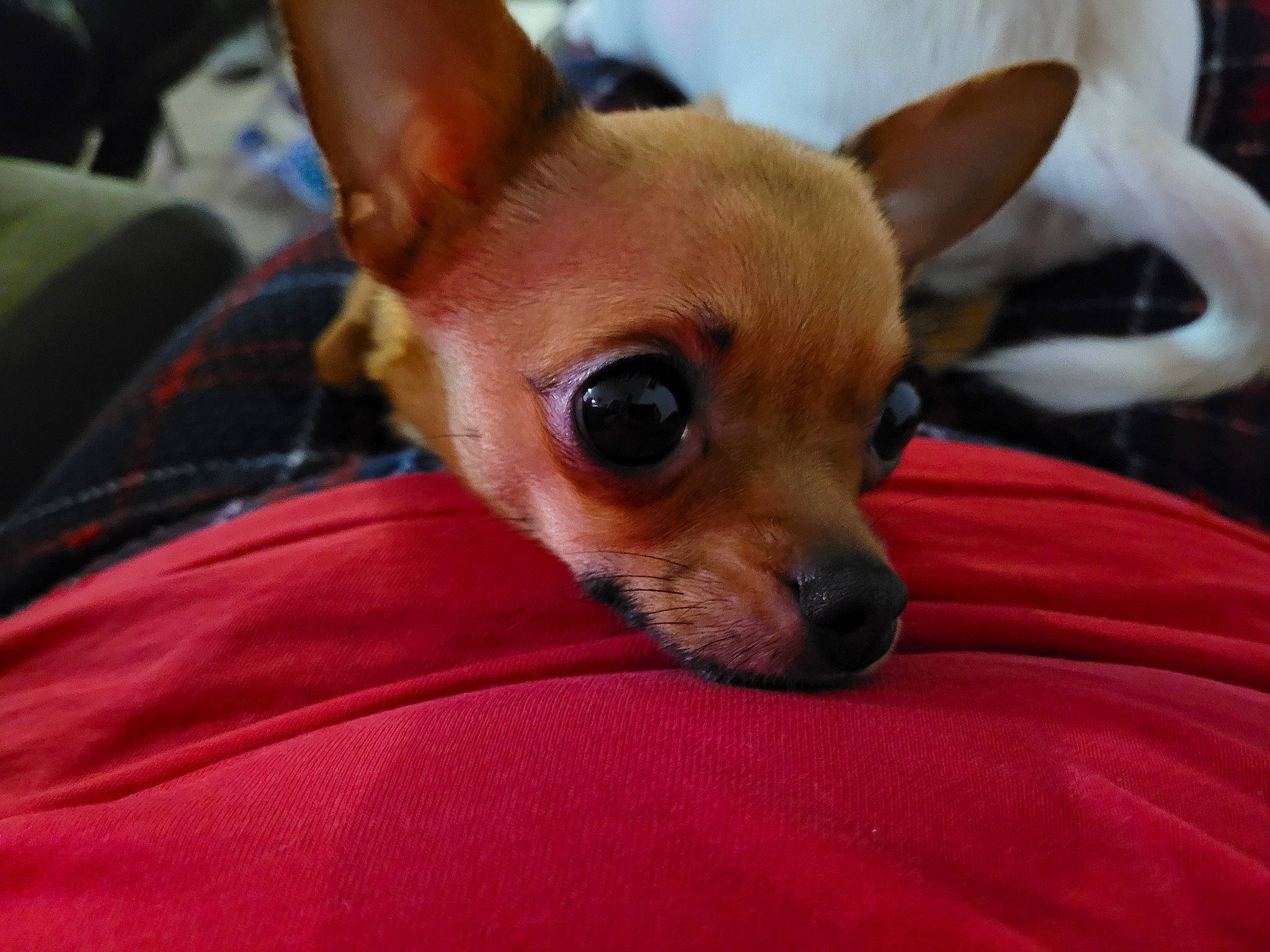 Flora a rejoint le concours — aidez-le/la à gagner de superbes lots ! canidae, carnivore, chihuahua, comfort, companion_dog, dog, dog_breed, ear, eye, fawn, fur, mammal, russkiy_toy, snout, sporting_group, terrestrial_animal, toy_dog, whiskers, wildlife, working_animal