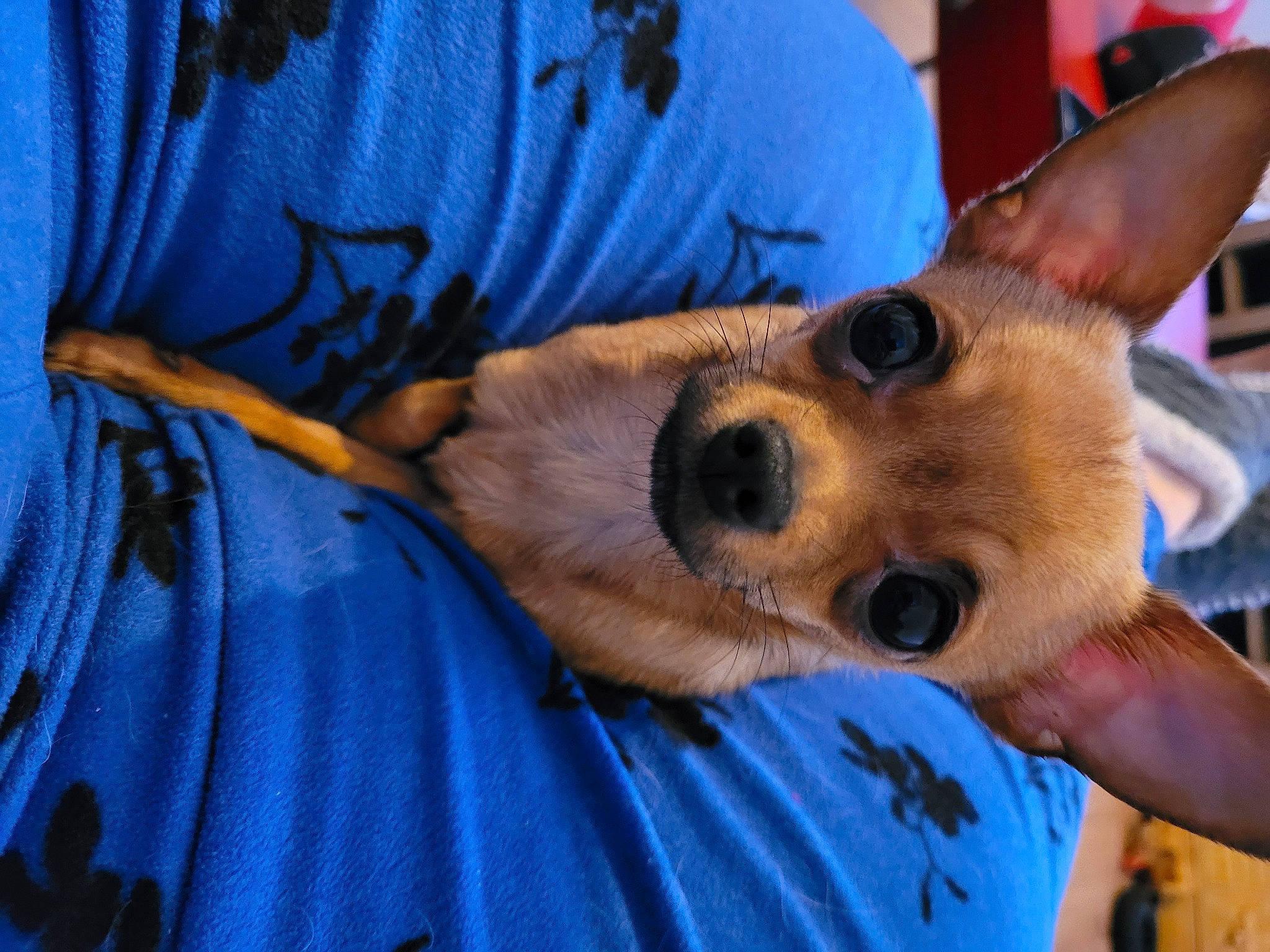 Flora a rejoint le concours — aidez-le/la à gagner de superbes lots ! ancient_dog_breeds, blue, canidae, carnivore, comfort, companion_dog, dog, dog_breed, ear, electric_blue, fawn, fur, puppy, sleeve, snout, spitz, sporting_group, toy_dog, vertebrate, whiskers