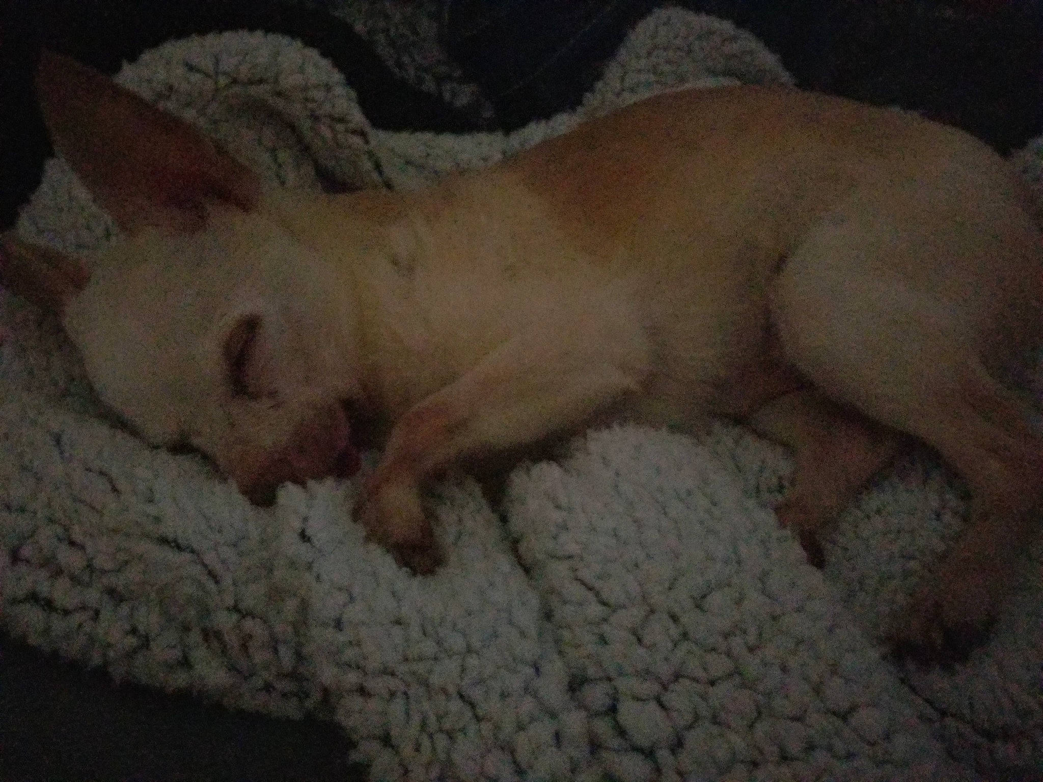 Al Capone is registered to the contest to win money with this photo: carnivore, comfort, dog_breed, fawn, felidae, fur, linens, nap, non_sporting_group, paw, small_to_medium_sized_cats, snout, sporting_group, tail, terrestrial_animal, whiskers