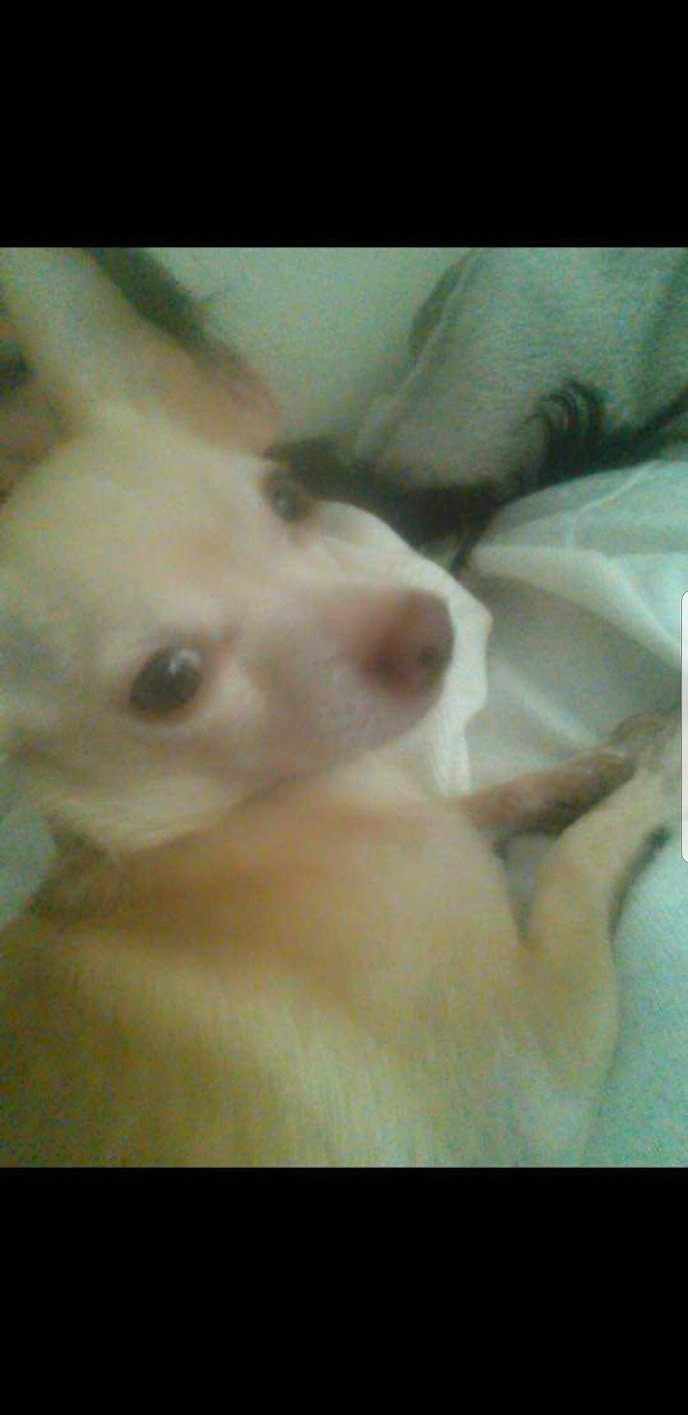 Al Capone joined the competition — help win amazing prizes! carnivore, companion_dog, dog, dog_breed, ear, fawn, felidae, fur, non_sporting_group, paw, puppy, small_to_medium_sized_cats, sporting_group, toy_dog, whiskers, working_animal