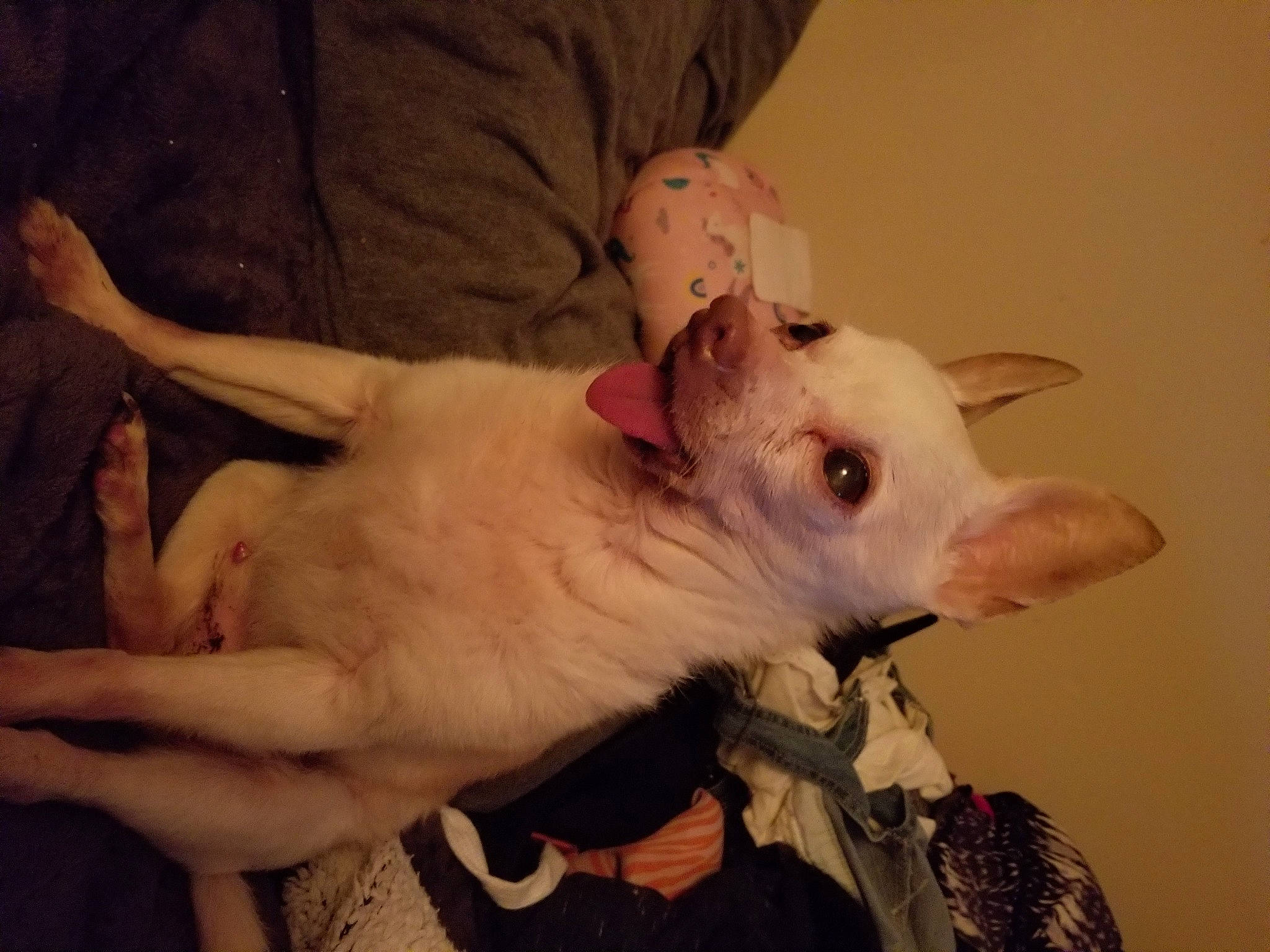 Al Capone joined the competition — help win amazing prizes! canidae, carnivore, comfort, companion_dog, dog, dog_breed, ear, fawn, felidae, fur, non_sporting_group, paw, small_to_medium_sized_cats, sporting_group, terrestrial_animal, throat, whiskers