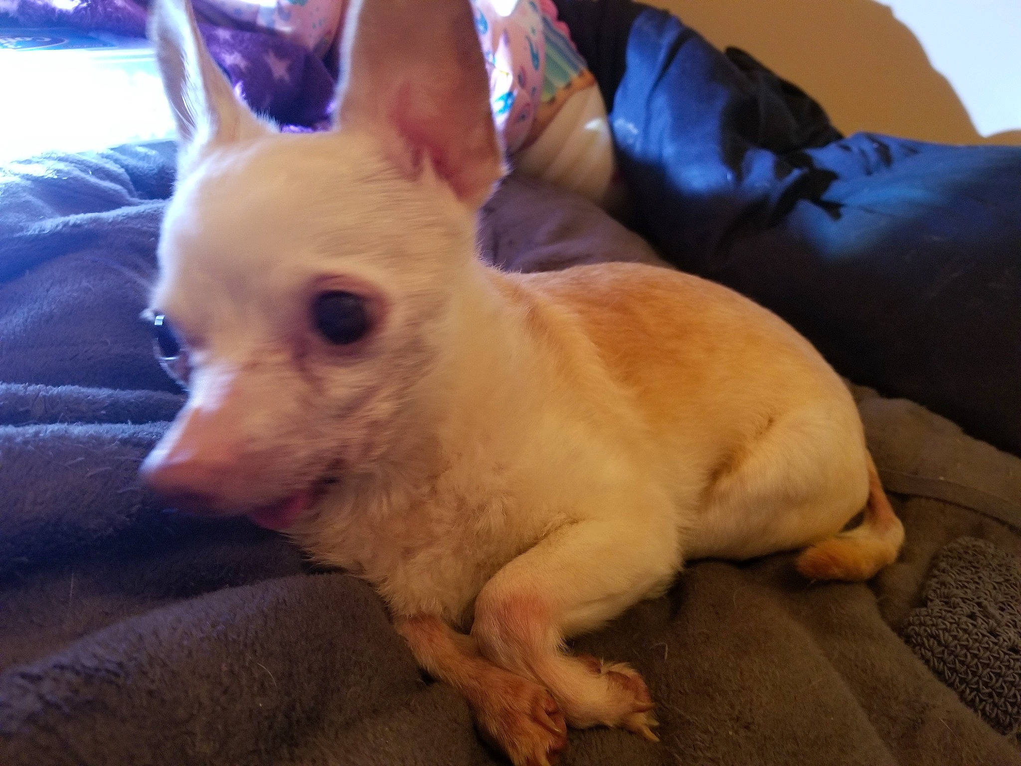 Al Capone is registered to the contest to win money with this photo: carnivore, comfort, companion_dog, corgi_chihuahua, couch, dog, dog_breed, dog_supply, ear, fawn, fur, human_body, paw, puppy, snout, sporting_group, tail, toy_dog, whiskers, working_animal