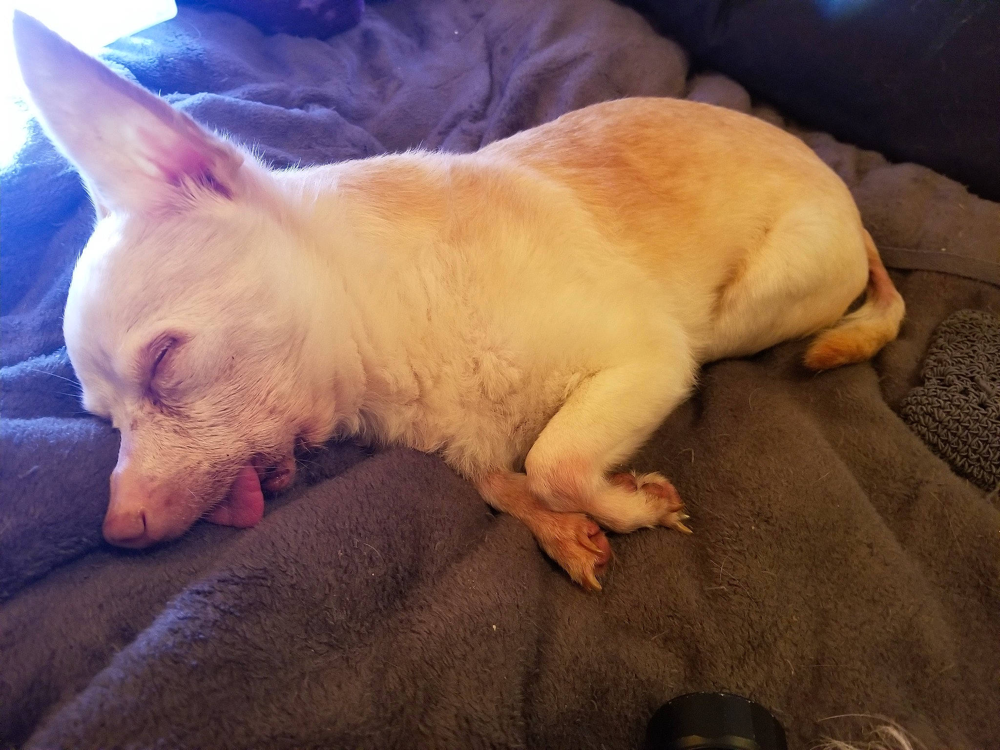 Al Capone joined the competition — help win amazing prizes! canidae, carnivore, cloud, comfort, companion_dog, dog, dog_breed, ear, fawn, felidae, foot, fur, human_leg, nap, paw, snout, sporting_group, tail, toy_dog, whiskers