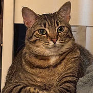 Bubie joined the competition — help win amazing prizes! cat, tabby_cat, pet, animal, feline, striped_fur, green_eyes, whiskers, ears, paws, sitting, crossed_paws, portrait, close_up, indoor, home, furniture, serious_expression, brown_fur, domestic_animal