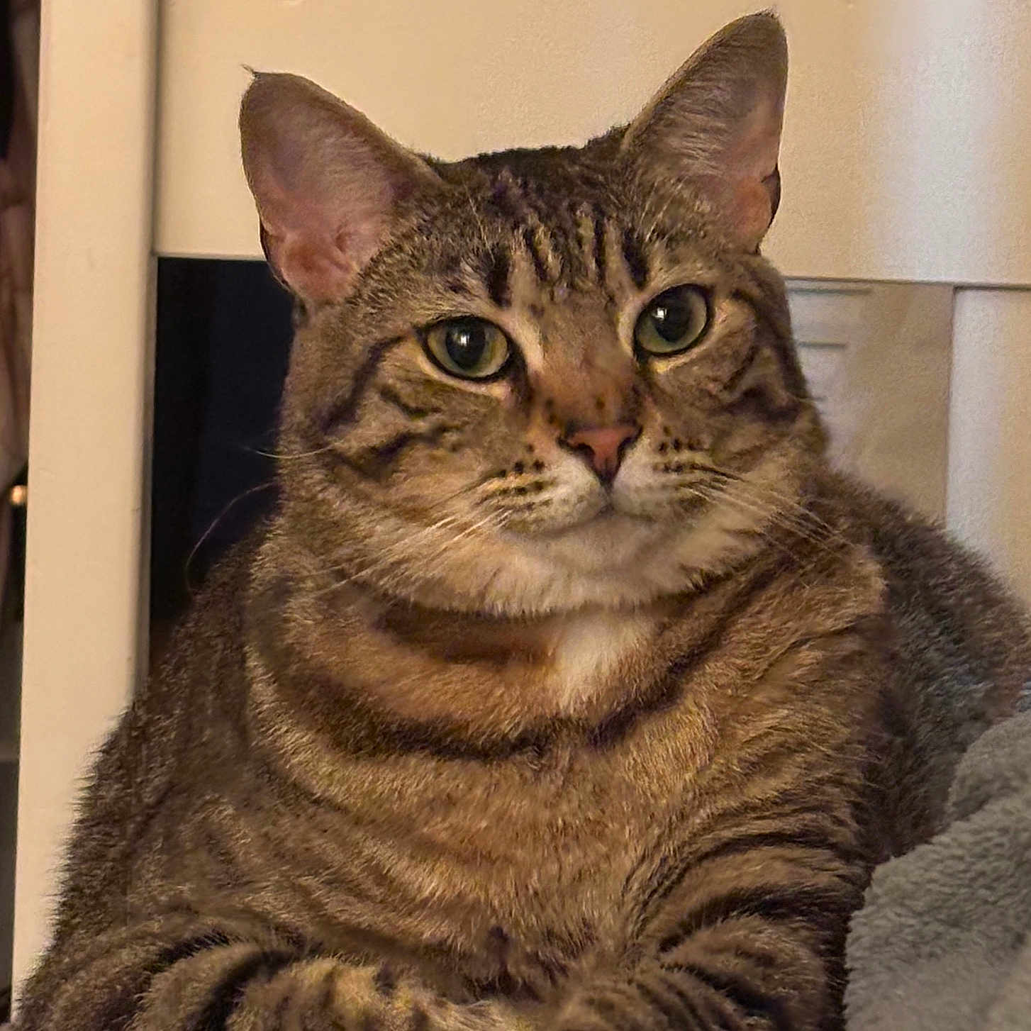 Bubie joined the competition — help win amazing prizes! cat, tabby_cat, pet, animal, feline, striped_fur, green_eyes, whiskers, ears, paws, sitting, crossed_paws, portrait, close_up, indoor, home, furniture, serious_expression, brown_fur, domestic_animal
