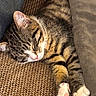 Peko is registered to the contest to win money with this photo: cat, tabby, sleeping, paws, cushion, brown, texture, cozy, nap, feline, pet, fur, whiskers, indoor, resting, closeup, soft, blanket, cute, relaxed