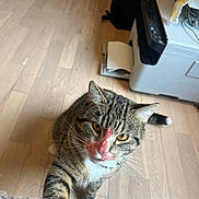 Peko is registered to the contest to win money with this photo: cat, tabby_cat, pet, curious, paw, wooden_floor, printer, indoor, animal, whiskers, ears, fur, yellow_eyes, domestic_cat, looking_up, playful, household, close_up, mischievous, red_mark