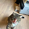 cat, tabby_cat, pet, curious, paw, wooden_floor, printer, indoor, animal, whiskers, ears, fur, yellow_eyes, domestic_cat, looking_up, playful, household, close_up, mischievous, red_mark