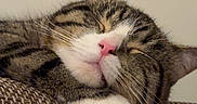 Peko joined the competition — help win amazing prizes! animal, brown, cat, close_up, couch, cozy, feline, fur, indoor, nap, peaceful, pet, pink_nose, relaxed, resting, sleeping, tabby_cat, texture, whiskers, white_paws