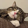 Peko joined the competition — help win amazing prizes! cat, tabby_cat, sleeping, resting, pet, feline, cozy, indoor, close_up, pink_nose, white_paws, texture, couch, brown, fur, whiskers, relaxed, peaceful, animal, nap