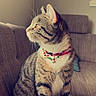 cat, tabby, indoor, couch, furniture, pet, animal, sitting, looking_away, collar, white_paws, striped_fur, whiskers, window_light, home, cozy, domestic_cat, feline, side_profile, relaxed