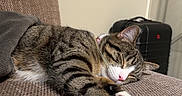 Peko is registered to the contest to win money with this photo: cat, tabby, sleeping, couch, blanket, furniture, indoor, pet, relaxed, cozy, paws, whiskers, nose, fur, home, resting, domestic_animal, mammal, comfort, closeup