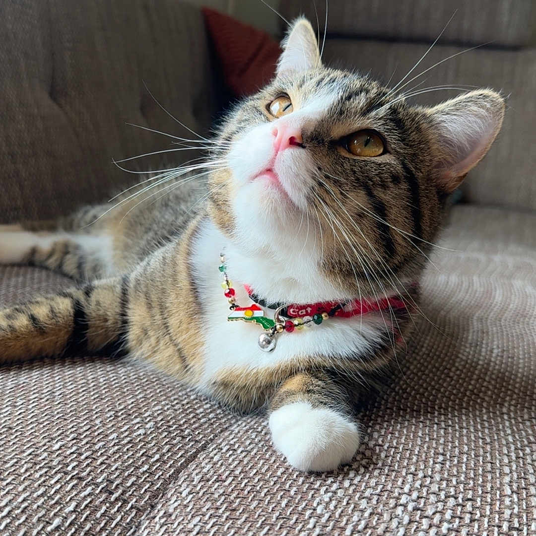 Peko joined the competition — help win amazing prizes! cat, tabby, pets, feline, collar, whiskers, couch, indoor, relaxing, brown, texture, looking_up, domestic_animal, cute, animal, fur, closeup, golden_eyes, resting, home