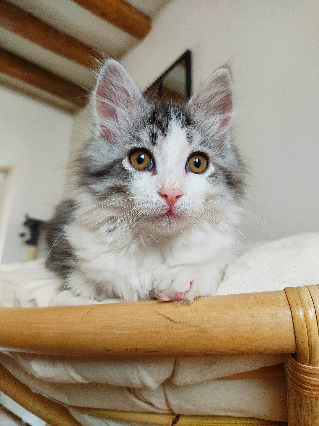 Eiko participe au concours pour gagner de l'argent avec cette photo : box, cardboard, carnivore, cat, comfort, domestic_short_haired_cat, felidae, fur, packaging_and_labeling, packing_materials, paper_product, paw, sitting, small_to_medium_sized_cats, whiskers, wood
