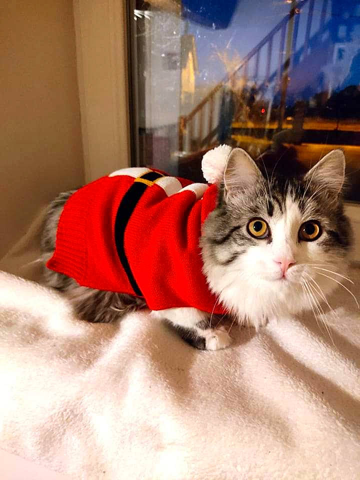 Eiko a rejoint le concours — aidez-le/la à gagner de superbes lots ! carnivore, cat, claw, comfort, domestic_short_haired_cat, fawn, felidae, flooring, foot, fur, human_leg, paw, sitting, small_to_medium_sized_cats, snout, tail, whiskers, window