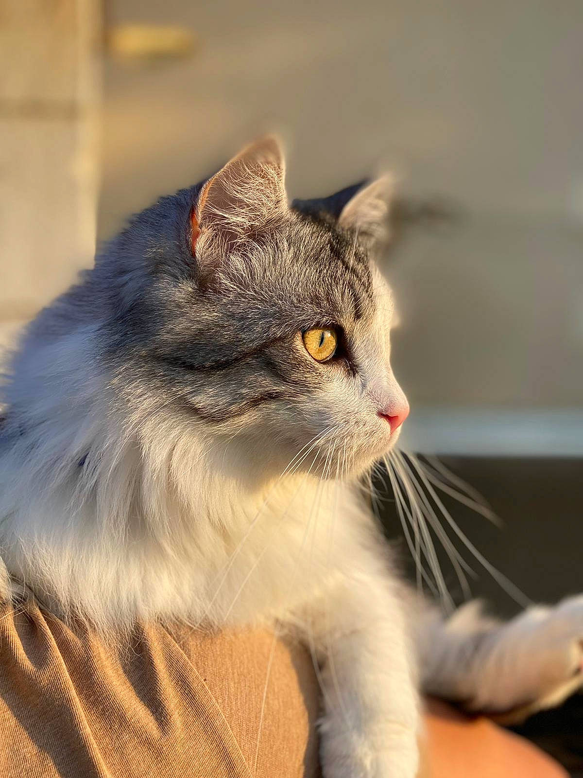 Eiko a rejoint le concours — aidez-le/la à gagner de superbes lots ! carnivore, cat, claw, collar, domestic_short_haired_cat, fawn, felidae, fur, paw, small_to_medium_sized_cats, snout, tail, terrestrial_animal, whiskers, wildlife