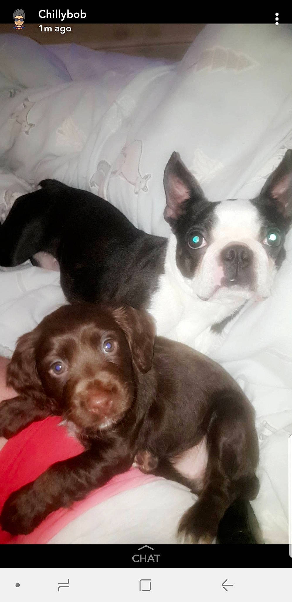 Rita And Sue is registered to the contest to win money with this photo: boston_terrier, carnivoran, dog, dog_breed, dog_breed_group, dog_like_mammal, non_sporting_group, person, photo_caption, puppy, snout, sporting_group