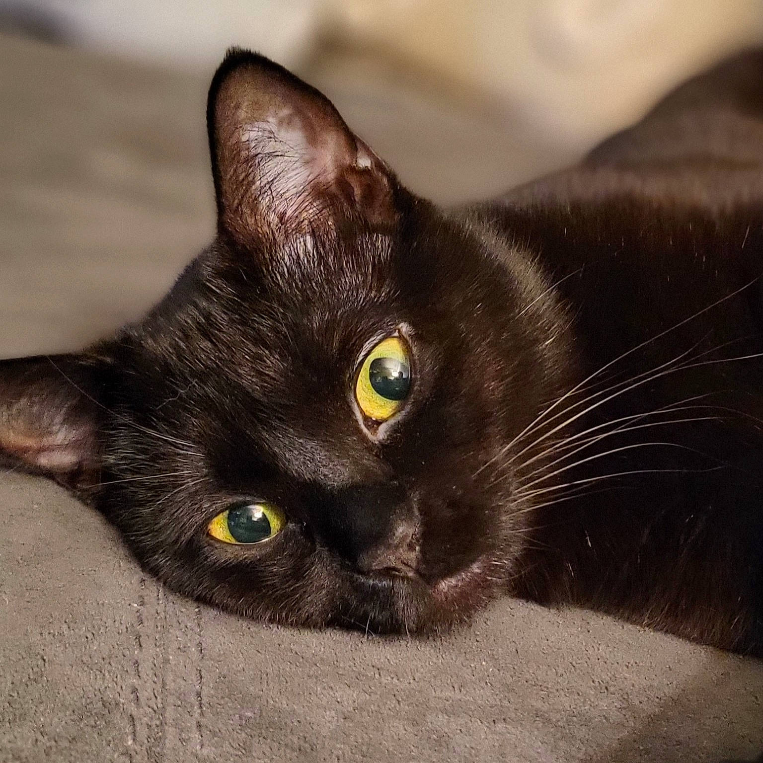 Luna joined the competition — help win amazing prizes! black_cat, bombay, carnivore, cat, close_up, comfort, domestic_short_haired_cat, ear, felidae, fur, havana_brown, head, small_to_medium_sized_cats, snout, whiskers
