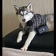 Vaya a rejoint le concours — aidez-le/la à gagner de superbes lots ! black_couch, black_flower, blanket, blue_eyes, couch, cozy, dog, fashion, gray_fur, home, husky, indoor, mini_handbag, pearl_necklace, pet, portrait, relaxed, textured_wall, tweed_jacket, white_fur