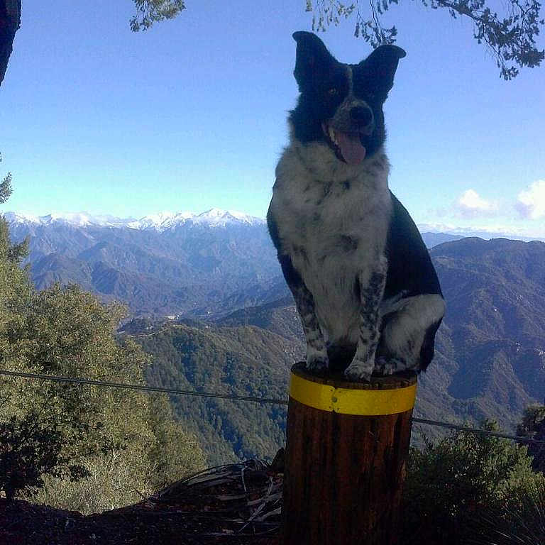 Alley joined the competition — help win amazing prizes! adventure, alps, canidae, carnivore, dog, mountain, mountain_range, national_park, photography, rock, sky, tree, wilderness
