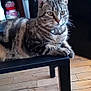 Sapphire is registered to the contest to win money with this photo: animal, bench, cat, collar, cute, domestic_animal, ears, eyes, feline, fur, furniture, household, indoor, living_room, pet, relaxed, resting, tabby, whiskers, wooden_floor