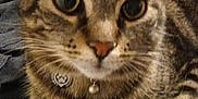 Sapphire joined the competition — help win amazing prizes! animal, bell, cat, close_up, collar, curious, cute, domestic, ears, eyes, fabric, face, fur, furniture, indoor, pet, resting, tabby, whiskers, wire_rack