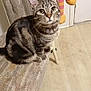 Sapphire is registered to the contest to win money with this photo: animal, bell, cat, chair, collar, cozy, curious, domestic, door, floor, fur, furniture, indoor, looking_up, pet, plush_toy, sitting, striped, tabby_cat, texture