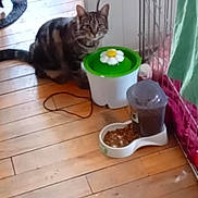Sapphire joined the competition — help win amazing prizes! animal, brown, cage, cat, clutter, collar, curious, domestic, flooring, food_dispenser, furniture, green, household, indoor, pet, pet_food, tabby, water_fountain, white, wooden_floor