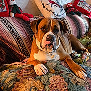 Rocky Lloyd joined the competition — help win amazing prizes! dog, couch, pillow, holiday, plush_toy, snowman, indoor, pet, animal, brown, white, relaxed, decor, fabric, pattern, home, cozy, resting, furniture, wall