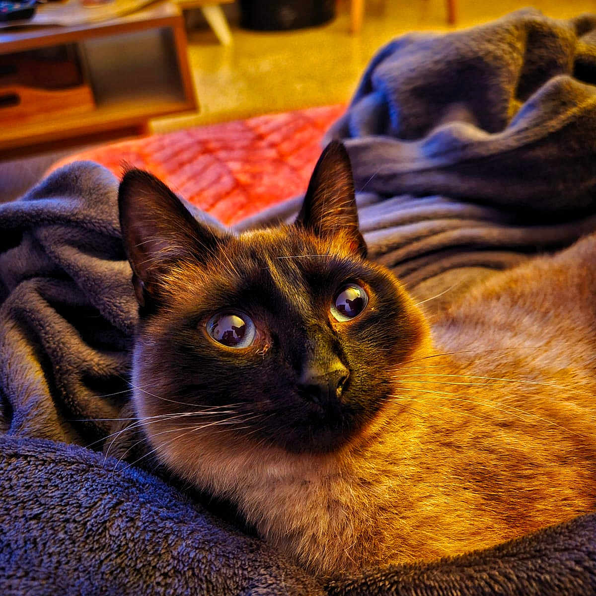Cielo
