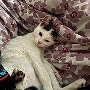 Spot is registered to the contest to win money with this photo: cat, white_cat, black_markings, pet, animal, floral_pattern, blanket, resting, cozy, cute, fur, paw, indoor, sleepy, relaxed, closeup, candid, soft, comfort, domestic