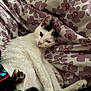 cat, white_cat, black_markings, pet, animal, floral_pattern, blanket, resting, cozy, cute, fur, paw, indoor, sleepy, relaxed, closeup, candid, soft, comfort, domestic