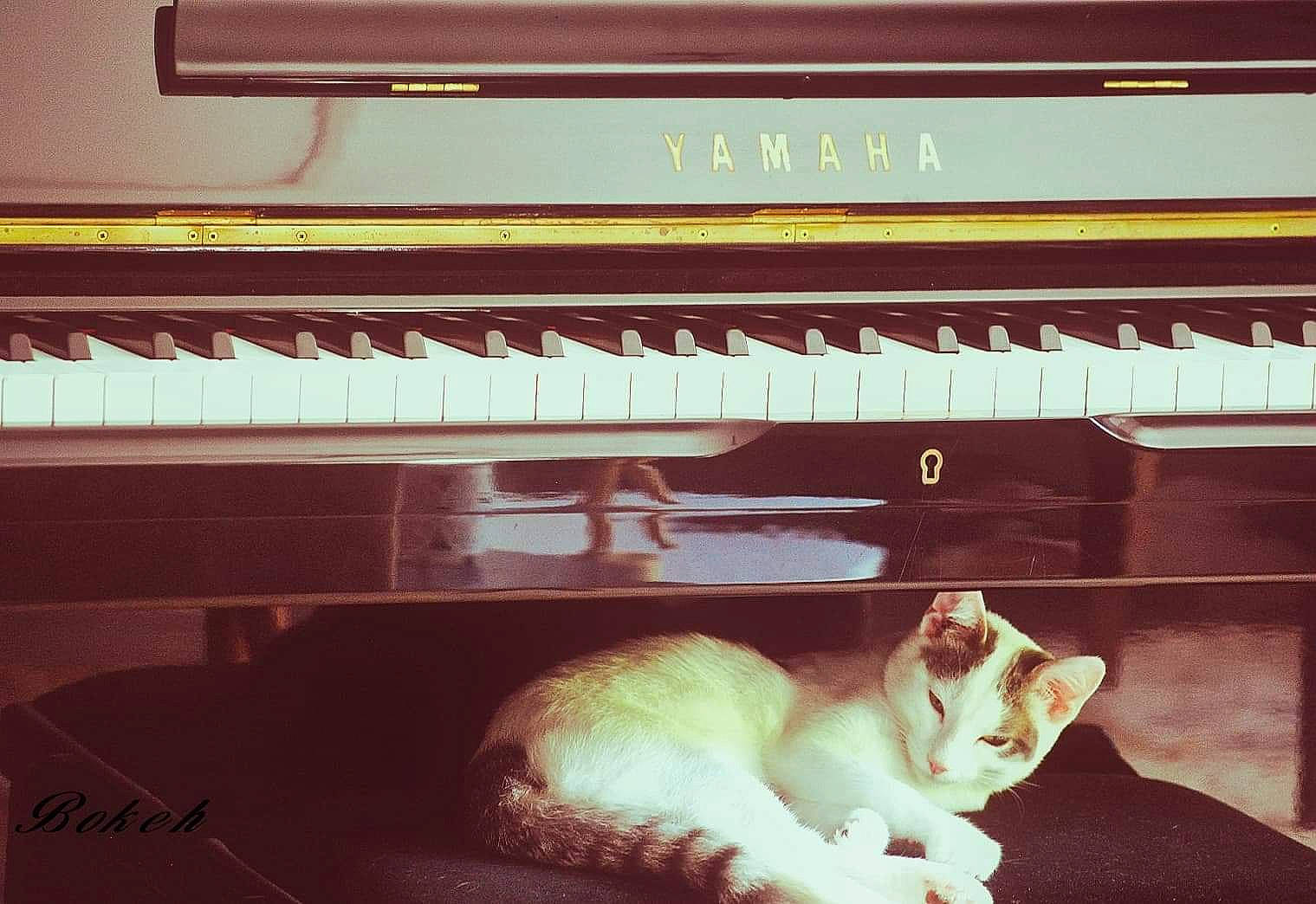 Snowky a rejoint le concours — aidez-le/la à gagner de superbes lots ! carnivore, cat, digital_piano, electronic_device, electronic_instrument, felidae, fortepiano, keyboard, musical_instrument, musical_keyboard, musician, pianist, piano, player_piano, small_to_medium_sized_cats, square, technology