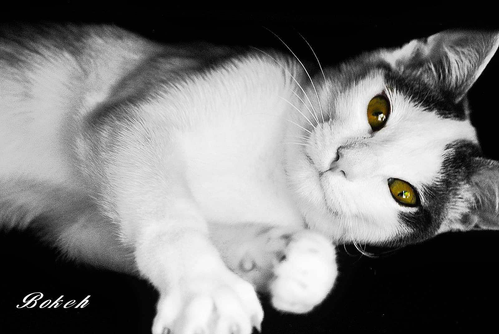 Snowky participe au concours pour gagner de l'argent avec cette photo : american_wirehair, asian, black_and_white, burmilla, carnivore, cat, close_up, domestic_short_haired_cat, eye, felidae, fur, mammal, nose, organ, paw, polydactyl_cat, small_to_medium_sized_cats, snout, whiskers, white