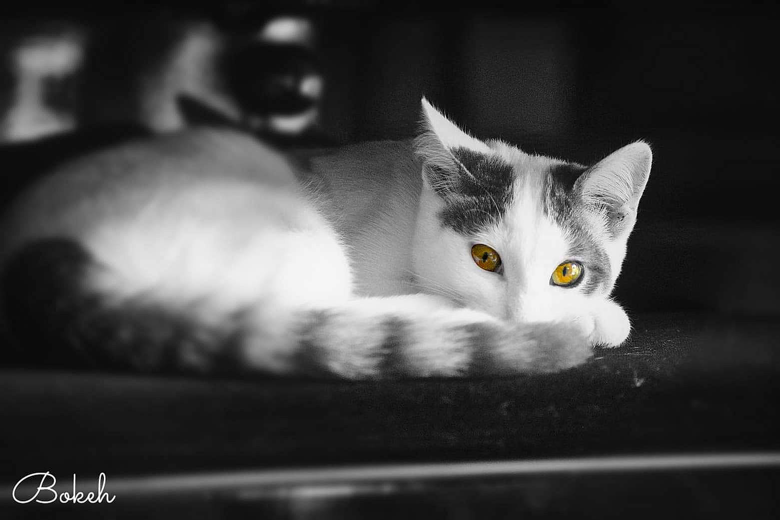 Snowky participe au concours pour gagner de l'argent avec cette photo : aegean_cat, asian, black, black_and_white, burmilla, carnivore, cat, domestic_short_haired_cat, ear, eye, felidae, fur, kitten, monochrome, monochrome_photography, photography, small_to_medium_sized_cats, snout, whiskers, white