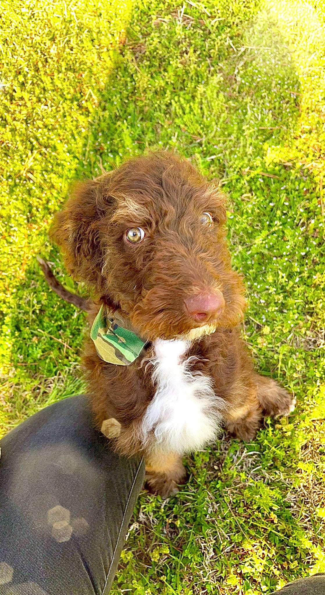 Ronan is registered to the contest to win money with this photo: canidae, carnivore, companion_dog, dog, dog_breed, dog_collar, fawn, fur, grass, groundcover, hunting_dog, liver, pointing_breed, pudelpointer, soil, sporting_group, stichelhaar, terrestrial_animal, working_animal