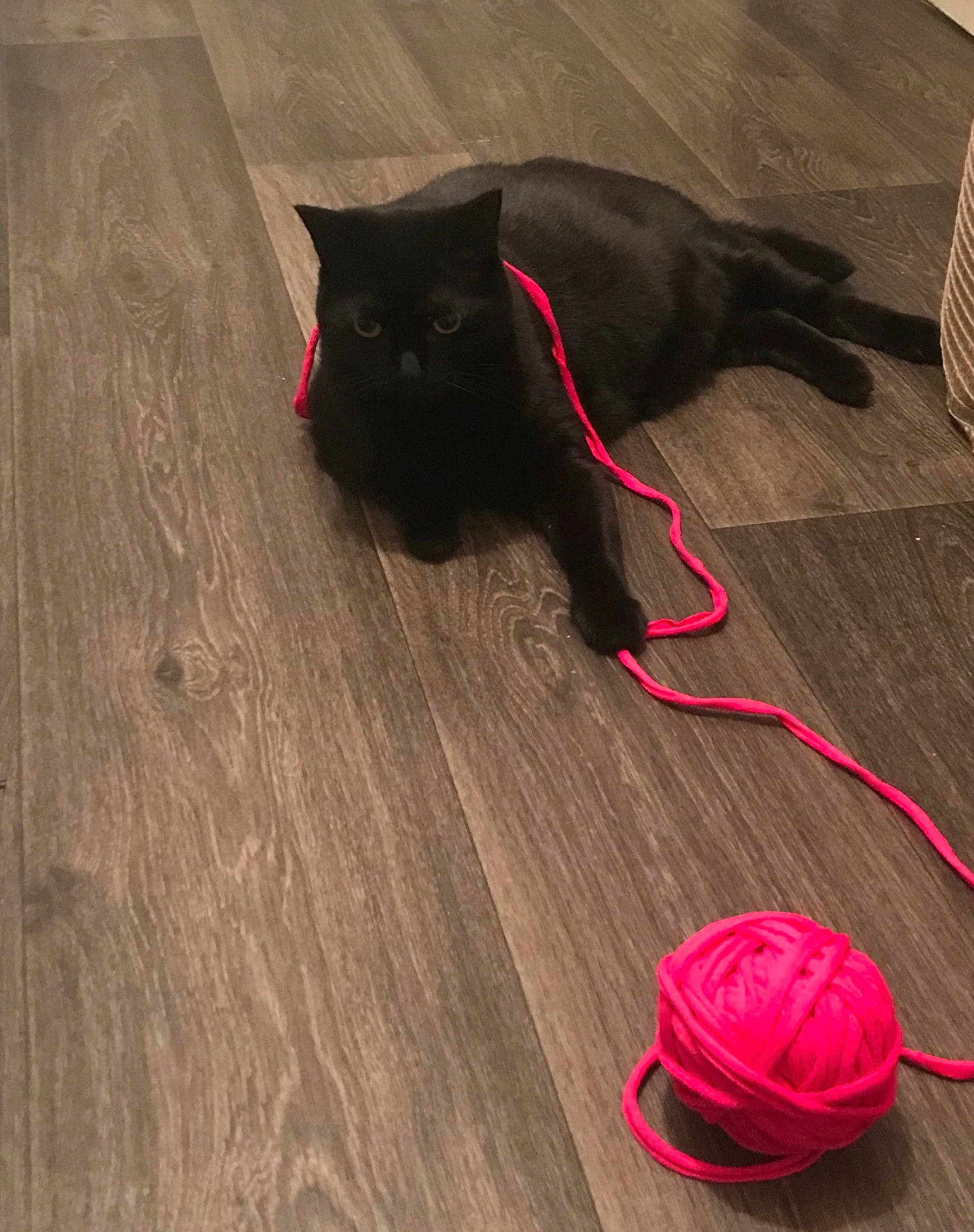 Anubis participe au concours pour gagner de l'argent avec cette photo : black, black_cat, carnivore, cat, felidae, floor, flooring, hardwood, laminate_flooring, leash, magenta, pink, small_to_medium_sized_cats, tail, whiskers, wood