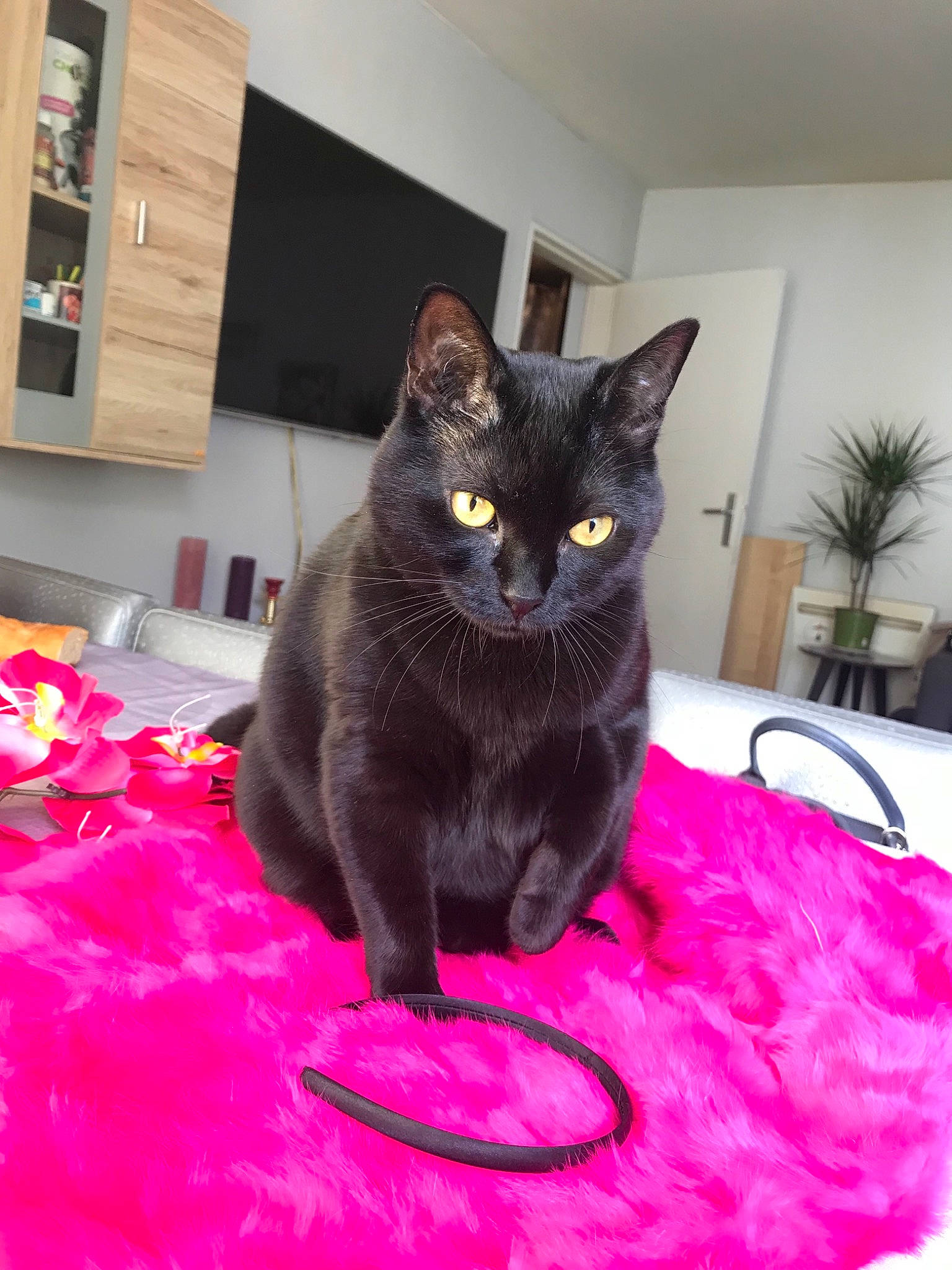 Anubis a rejoint le concours — aidez-le/la à gagner de superbes lots ! asian, black_cat, bombay, burmese, carnivore, cat, chartreux, domestic_short_haired_cat, felidae, korat, magenta, pink, small_to_medium_sized_cats, whiskers