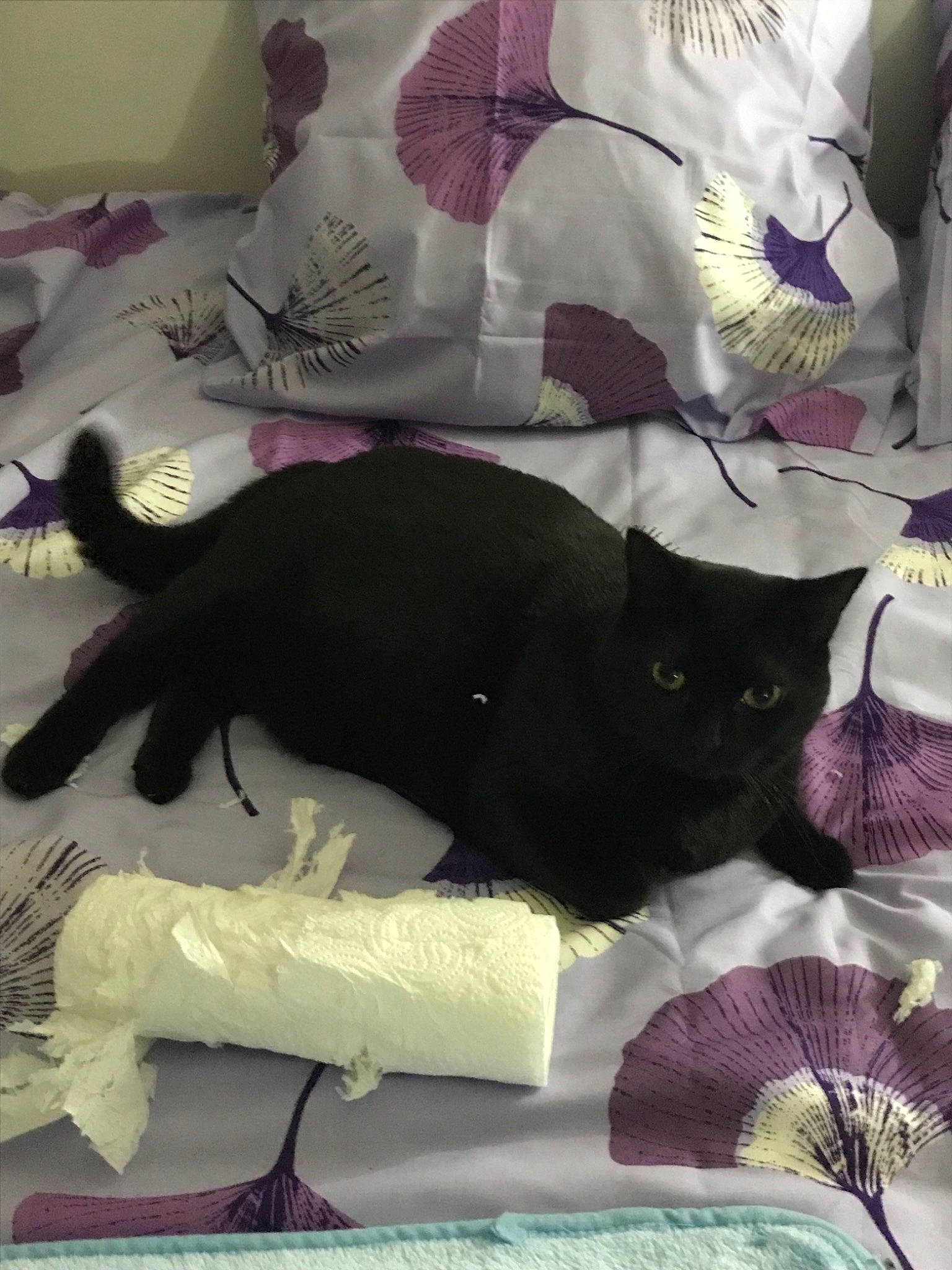 Anubis a rejoint le concours — aidez-le/la à gagner de superbes lots ! bed, bed_sheet, black, black_cat, carnivore, cat, domestic_short_haired_cat, felidae, fur, furniture, kitten, linens, quilt, small_to_medium_sized_cats, tail, textile, whiskers