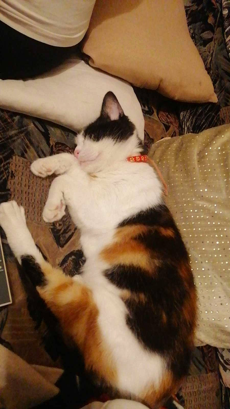 Câline participe au concours pour gagner de l'argent avec cette photo : carnivore, cat, comfort, domestic_short_haired_cat, felidae, flooring, foot, fur, hardwood, human_leg, lap, paw, sitting, small_to_medium_sized_cats, tail, whiskers, wood