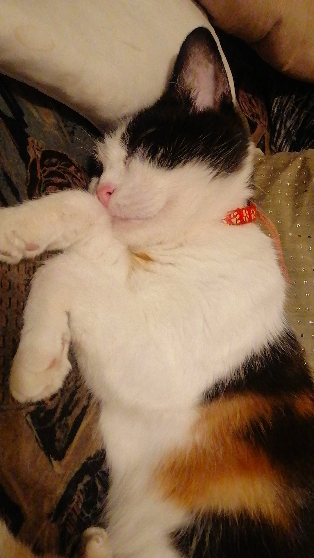 Câline participe au concours pour gagner de l'argent avec cette photo : carnivore, cat, claw, cloud, comfort, domestic_short_haired_cat, eye, felidae, foot, fur, head, leg, paw, plant, sitting, sky, small_to_medium_sized_cats, snout, tail, whiskers