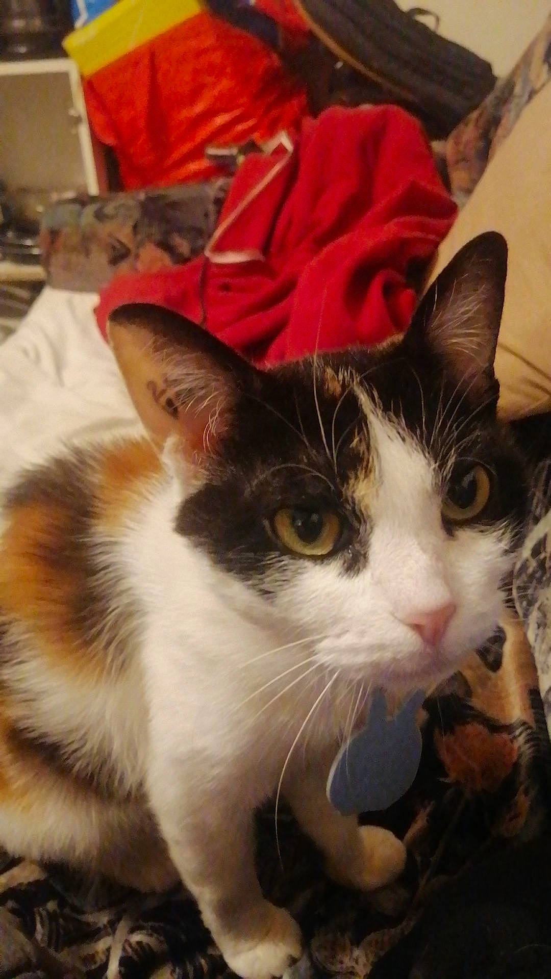 Câline a rejoint le concours — aidez-le/la à gagner de superbes lots ! carnivore, cat, domestic_short_haired_cat, felidae, fur, paw, small_to_medium_sized_cats, snout, tableware, tail, whiskers, window