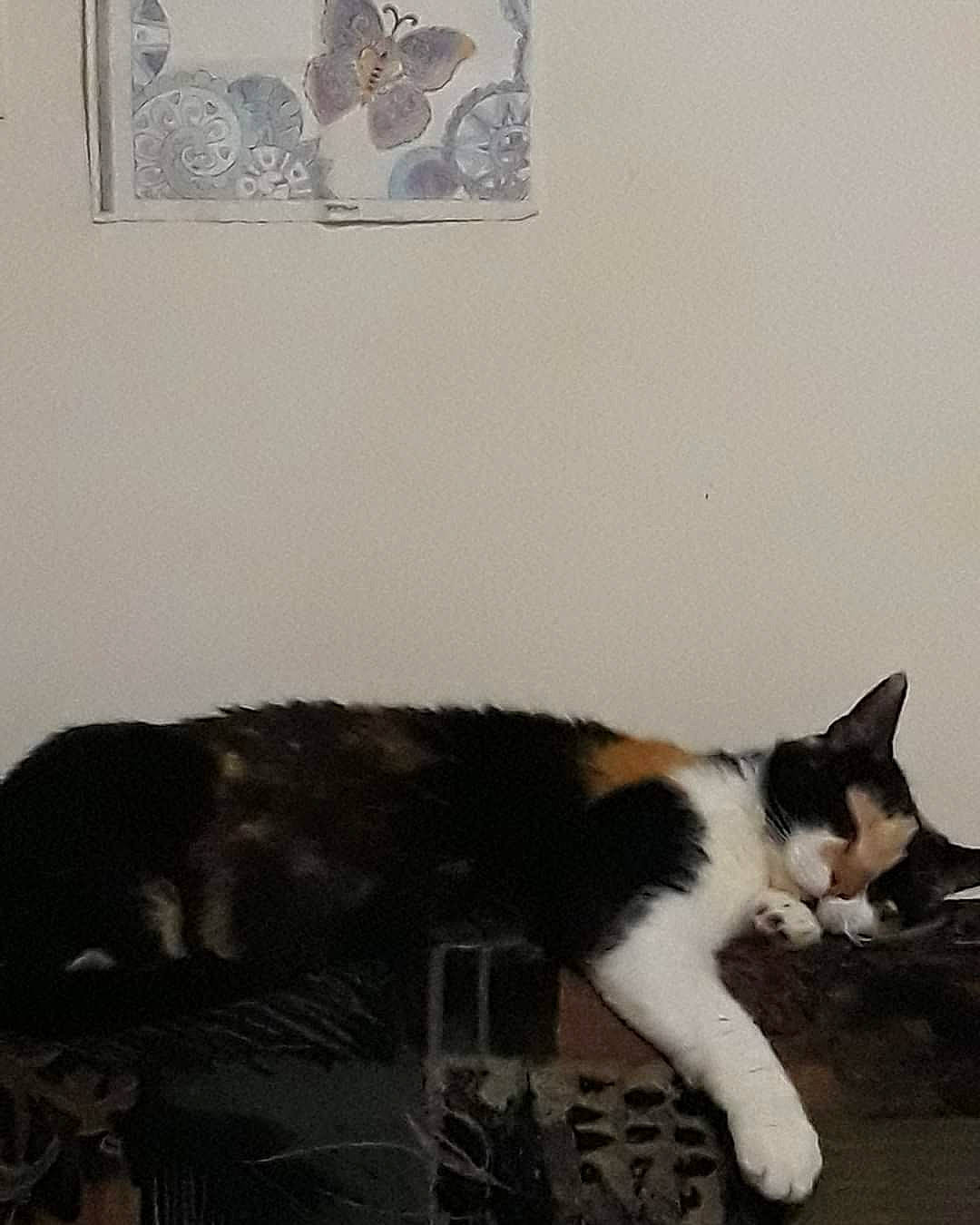 Prune a rejoint le concours — aidez-le/la à gagner de superbes lots ! art, carnivore, cat, comfort, domestic_short_haired_cat, felidae, fur, linens, painting, paw, picture_frame, rectangle, room, small_to_medium_sized_cats, snout, tail, visual_arts, whiskers, window, wood