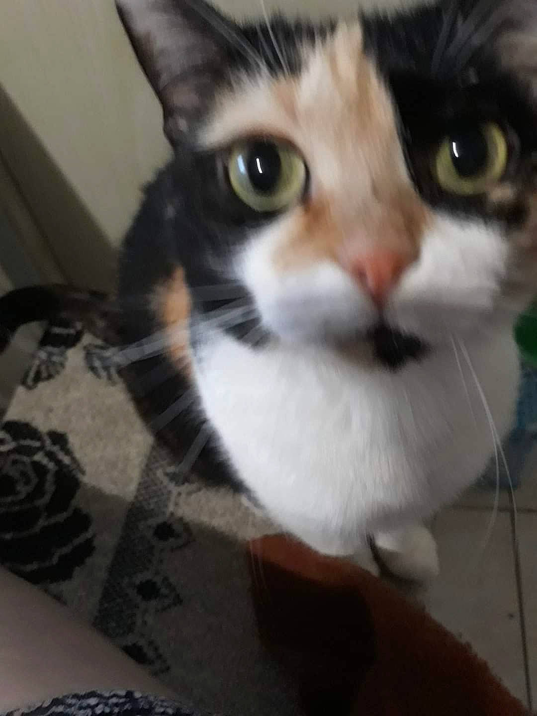 Prune a rejoint le concours — aidez-le/la à gagner de superbes lots ! carnivore, cat, domestic_short_haired_cat, felidae, fur, small_to_medium_sized_cats, whiskers