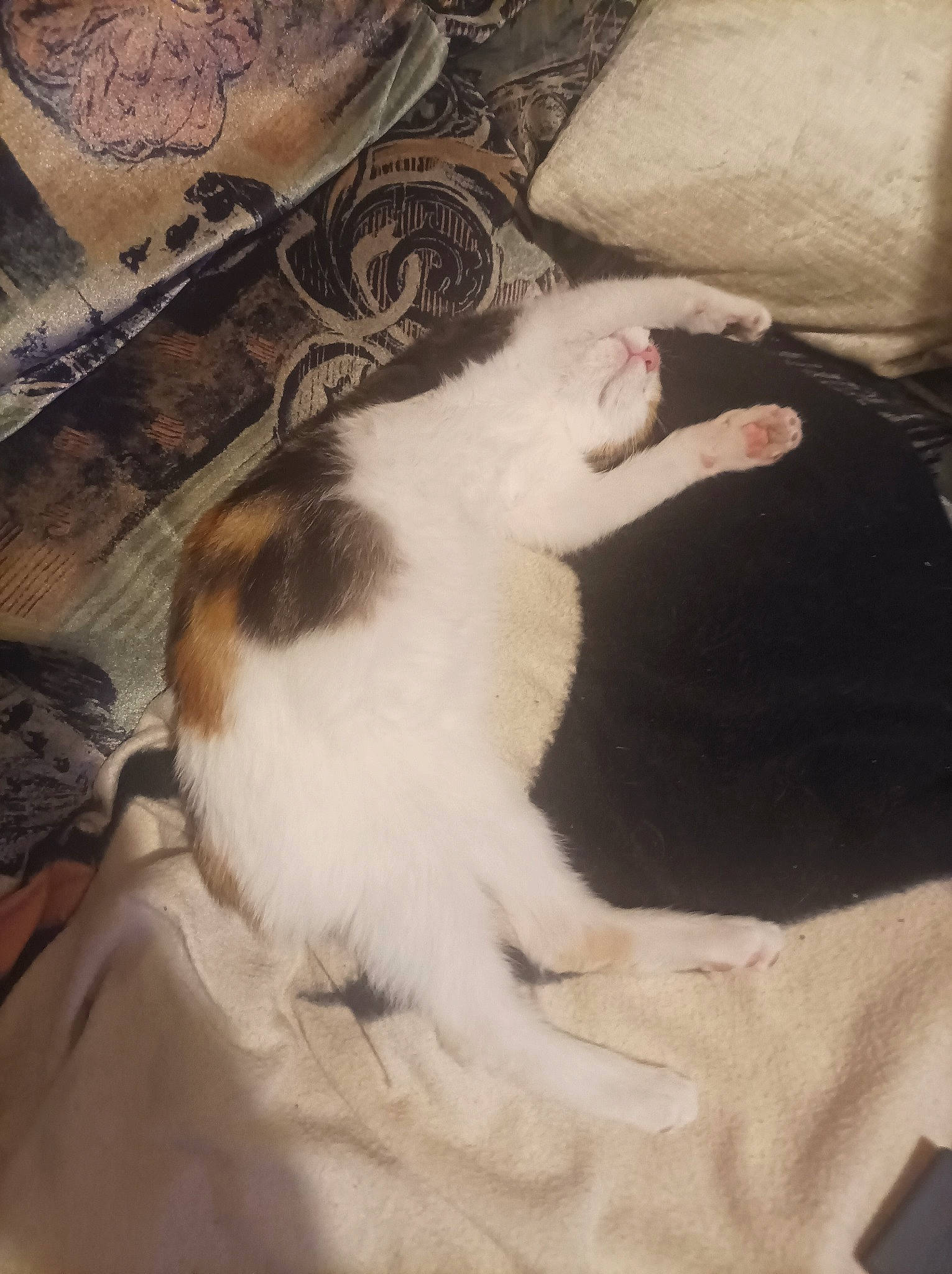 Djune participe au concours pour gagner de l'argent avec cette photo : carnivore, cat, comfort, companion_dog, dog_breed, domestic_short_haired_cat, felidae, fur, linens, nap, paw, room, sleep, small_to_medium_sized_cats, tail, whiskers, wood